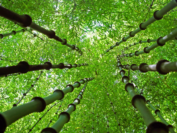 我国竹产业年产值超5200亿元 我国竹产品种类突破1.5万种