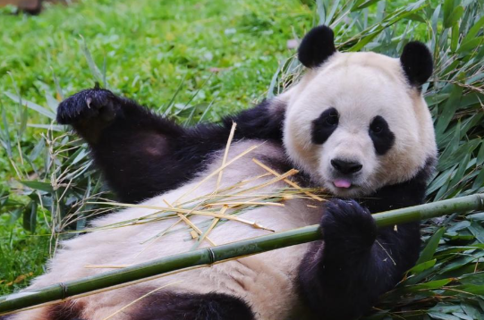 54年来首次日本国内没有大熊猫了 大熊猫“晓晓”和“蕾蕾”今日启程离开日本