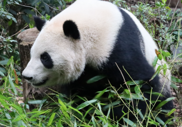 54年来首次日本国内没有大熊猫了 大熊猫“晓晓”和“蕾蕾”今日启程离开日本