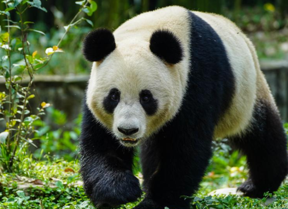 54年来首次日本国内没有大熊猫了 大熊猫“晓晓”和“蕾蕾”今日启程离开日本