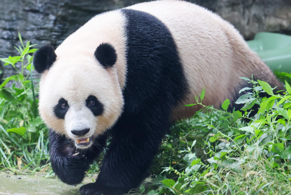 54年来首次日本国内没有大熊猫了 大熊猫“晓晓”和“蕾蕾”今日启程离开日本