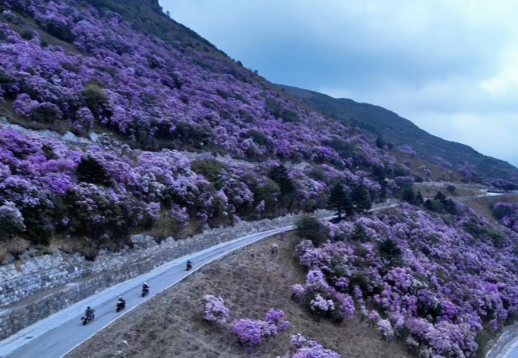 昆明轿子山景区平时人多吗 昆明轿子山景区适合一个人去玩吗 昆明轿子山景区平时人多吗 昆明轿子山景区适合一个人去玩吗