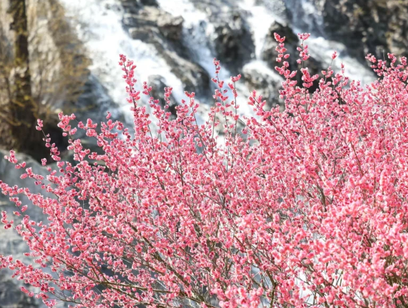 贵州梅园适合什么季节去玩 贵州梅园什么时间段人少 贵州梅园适合什么季节去玩 贵州梅园什么时间段人少