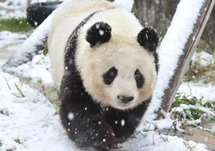 旅日双胞胎大熊猫今日回家,54年来首次日本国内没有大熊猫了 旅日双胞胎大熊猫今日回家,54年来首次日本国内没有大熊猫了