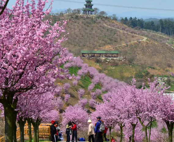 贵州梅园适合什么季节去玩 贵州梅园什么时间段人少 贵州梅园适合什么季节去玩 贵州梅园什么时间段人少