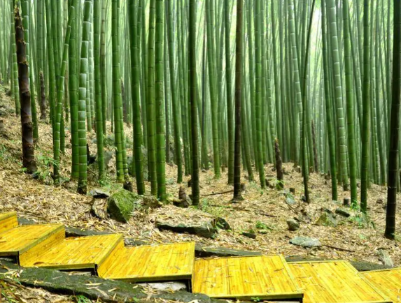 我国竹产业年产值超5200亿元 我国竹产品种类突破1.5万种