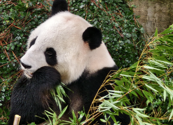 旅日大熊猫一到家就吃上笋了 ‌旅日大熊猫"晓晓"‌和‌"蕾蕾"‌平安抵达成都