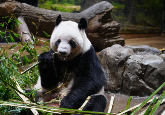 旅日大熊猫一到家就吃上笋了 ‌旅日大熊猫"晓晓"‌和‌"蕾蕾"‌平安抵达成都