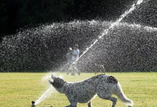 澳大利亚气温逼近50摄氏度 春节期间去澳大利亚旅游是否会遭遇高温天气