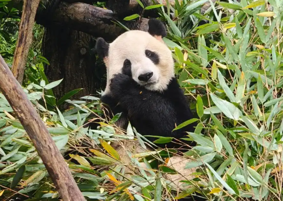 旅日大熊猫一到家就吃上笋了 ‌旅日大熊猫"晓晓"‌和‌"蕾蕾"‌平安抵达成都