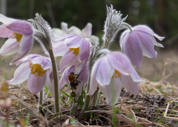 白头翁草药的功效与作用有哪些 白头翁草药与什么中药搭配效果好