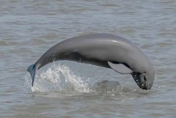 长江江豚数量实现恢复性增长 长江江豚数量已经恢复至1426头