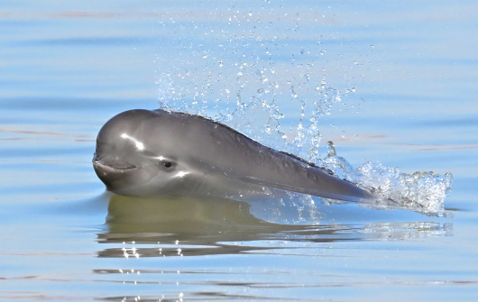 长江江豚数量实现恢复性增长 长江江豚数量已经恢复至1426头