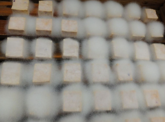 全网跟风制作霉豆腐医生紧急提醒 家庭自制霉豆腐可能出现哪些风险