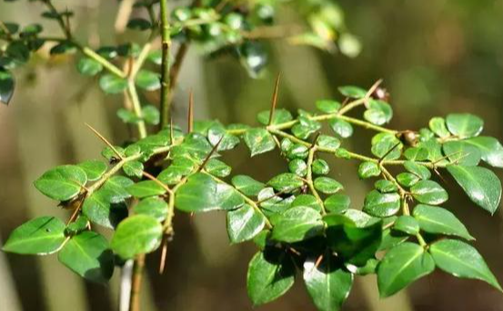 绣花针草药与哪些中药搭配使用效果更好 绣花针草药的功效作用有哪些 绣花针草药与哪些中药搭配使用效果更好 绣花针草药的功效作用有哪些