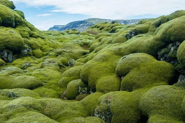 2026年冰岛苔藓微景观设计行业代办机构如何甄别可靠性? 2026年冰岛苔藓微景观设计行业代办机构如何甄别可靠性?