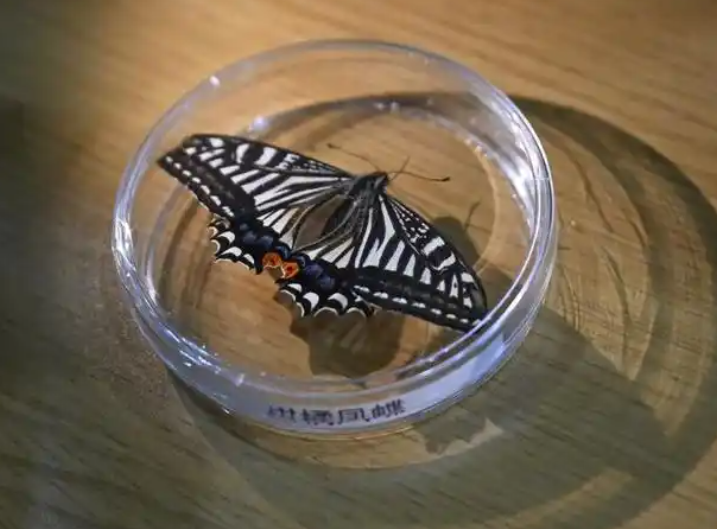 中国成功孵化太空蝴蝶意义重大,太空蝴蝶破蛹展翅 中国成功孵化太空蝴蝶意义重大,太空蝴蝶破蛹展翅