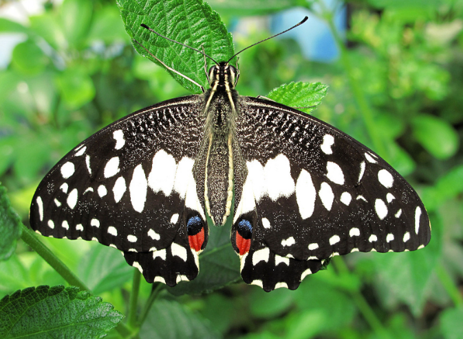 中国成功孵化太空蝴蝶意义重大,太空蝴蝶破蛹展翅 中国成功孵化太空蝴蝶意义重大,太空蝴蝶破蛹展翅