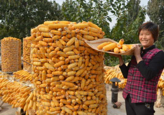 我国2025年粮食产量达1.43万亿斤 我国肉类产量首次超过1亿吨 我国2025年粮食产量达1.43万亿斤 我国肉类产量首次超过1亿吨