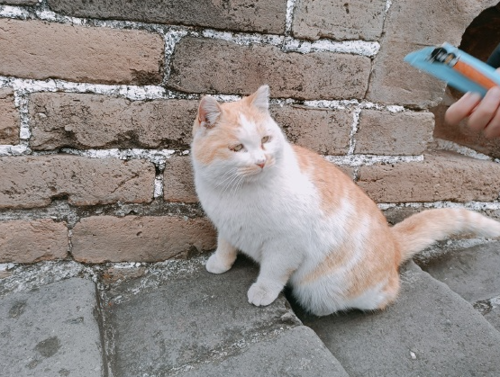 “长城猫”火出圈外国游客沦陷了 为什么外国人更喜欢中国猫