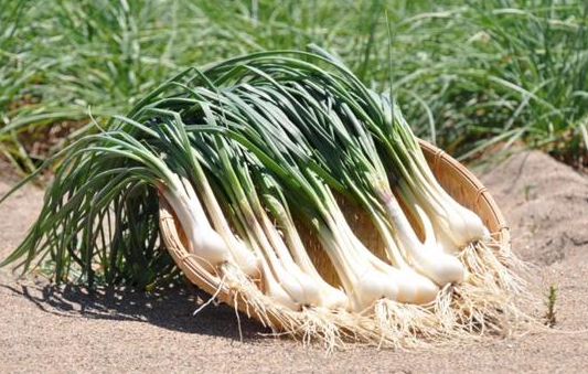 教头菜有什么功效 多吃教头菜对身体有什么好处