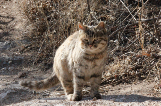 “长城猫”火出圈外国游客沦陷了 为什么外国人更喜欢中国猫