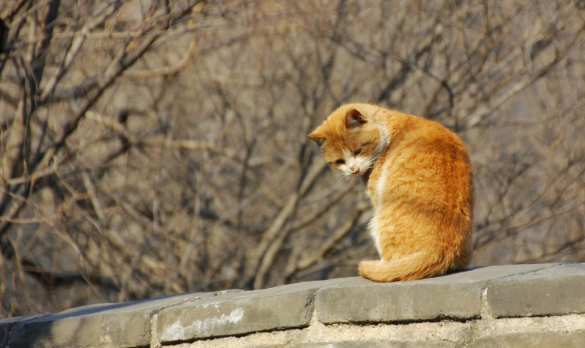“长城猫”火出圈外国游客沦陷了 为什么外国人更喜欢中国猫