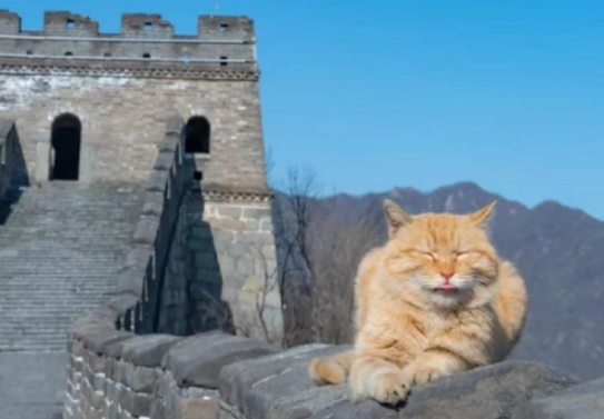 “长城猫”火出圈外国游客沦陷了 为什么外国人更喜欢中国猫