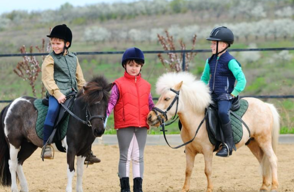 马年养匹真马?销量暴涨7成 矮脚马成为马年宠物市场的热门选择
