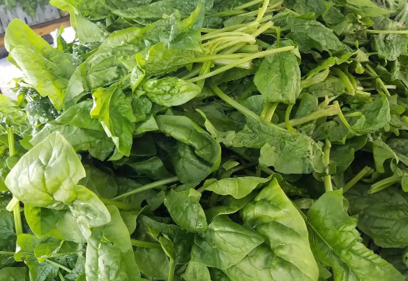 潺菜的功效与作用有哪些 高尿酸的人能吃潺菜吗