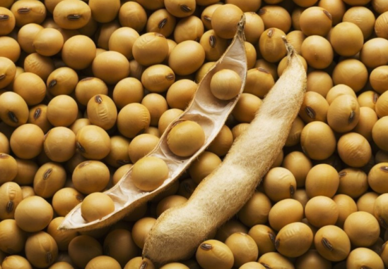 美国整粒大豆全球出口占比24.4% 美国大豆出口份额腰斩 美国整粒大豆全球出口占比24.4% 美国大豆出口份额腰斩