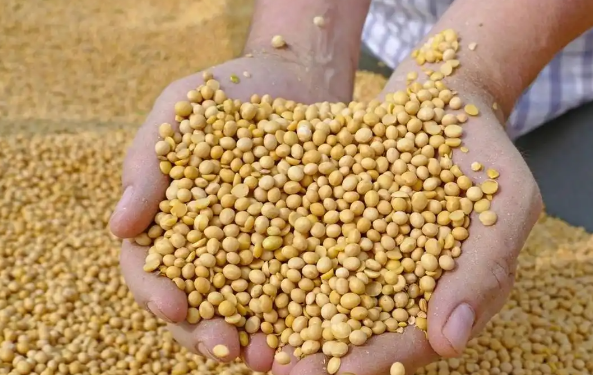美国整粒大豆全球出口占比24.4% 美国大豆出口份额腰斩 美国整粒大豆全球出口占比24.4% 美国大豆出口份额腰斩