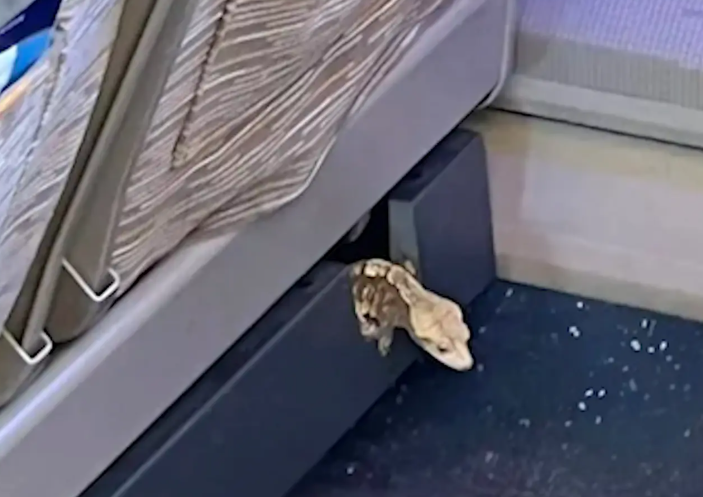 高铁座椅间隙钻出活蜥蜴？郑州→成都G481高铁惊现小臂长蜥蜴！