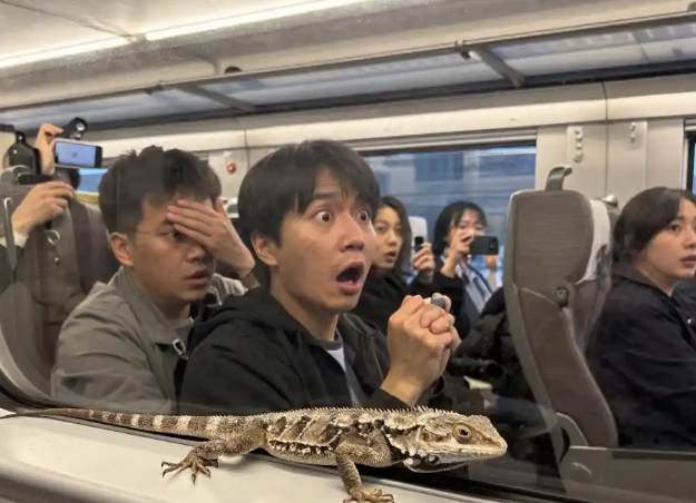 高铁座椅间隙钻出活蜥蜴？郑州→成都G481高铁惊现小臂长蜥蜴！