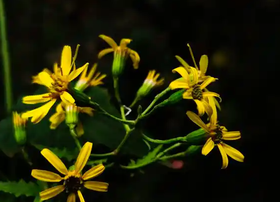 九里明的功效与作用有哪些 九里明于什么搭配使用效果更好