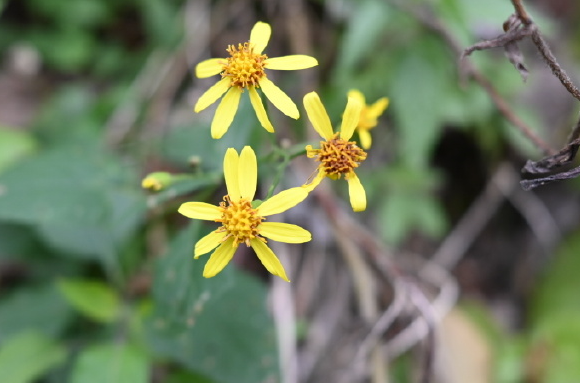 九里明的功效与作用有哪些 九里明于什么搭配使用效果更好