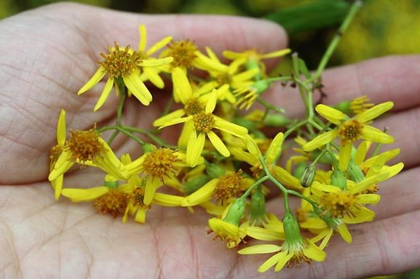 九里明的功效与作用有哪些 九里明于什么搭配使用效果更好