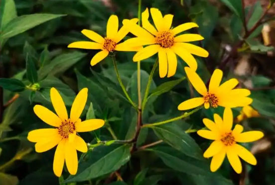 九里明的功效与作用有哪些 九里明于什么搭配使用效果更好