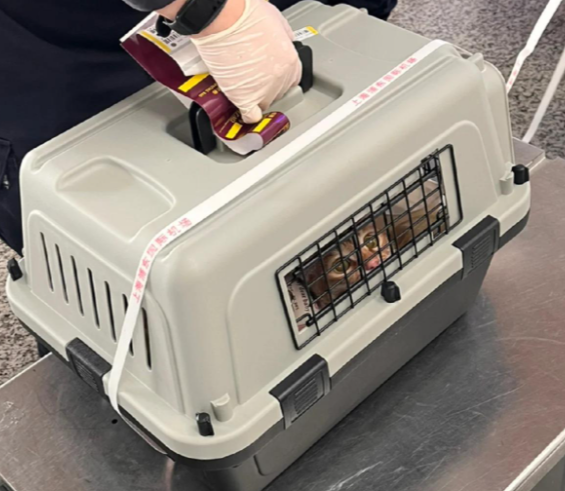 高铁宠物托运服务范围扩大 支持宠物托运业务的高铁站总数达到110个