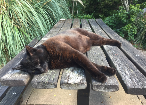 白天爱晒太阳的人赚到了 一天中人体最佳补光时段是什么时候