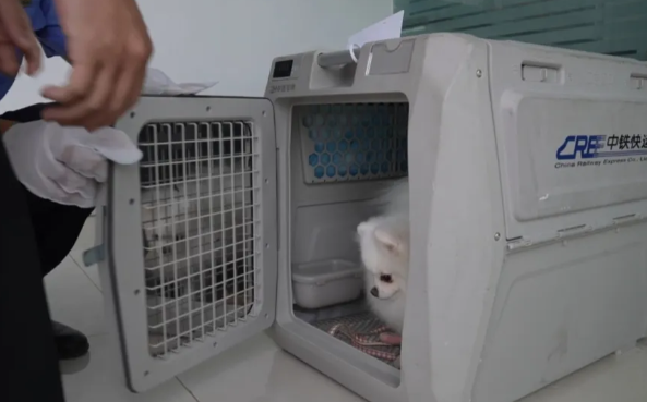 高铁宠物托运服务范围扩大 支持宠物托运业务的高铁站总数达到110个