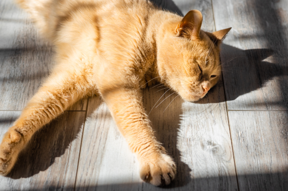白天爱晒太阳的人赚到了 一天中人体最佳补光时段是什么时候