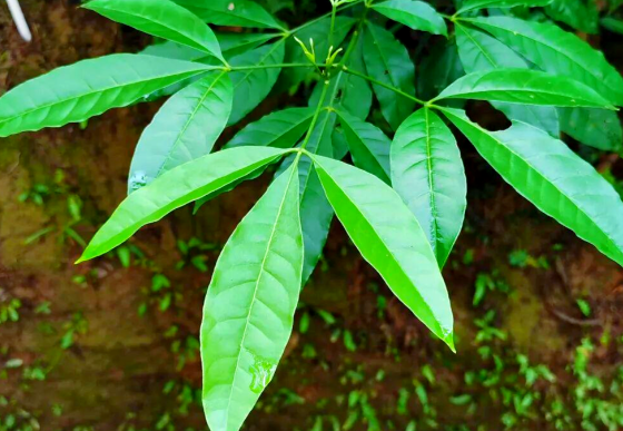 三叉苦的功效与作用有哪些 三叉苦与什么中药搭配效果更好