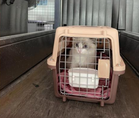 高铁宠物托运服务范围扩大 支持宠物托运业务的高铁站总数达到110个