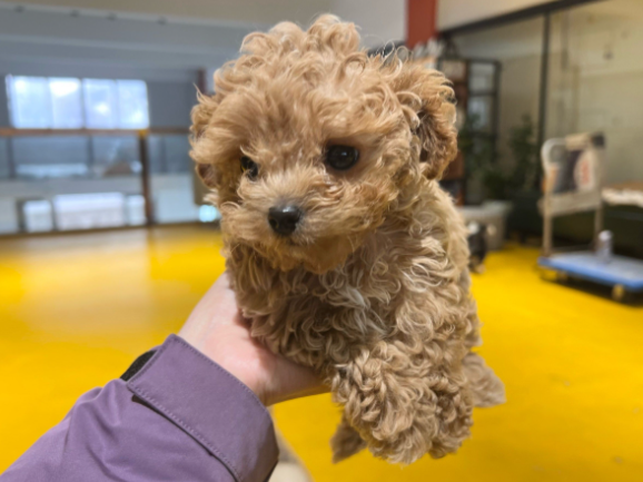 女生9天接单上门喂猫能赚8500元 春节期间宠物托管上门服务订单激增