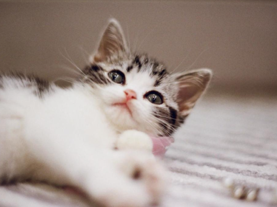 女生9天接单上门喂猫能赚8500元 春节期间宠物托管上门服务订单激增 女生9天接单上门喂猫能赚8500元 春节期间宠物托管上门服务订单激增