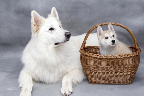 女生9天接单上门喂猫能赚8500元 春节期间宠物托管上门服务订单激增 女生9天接单上门喂猫能赚8500元 春节期间宠物托管上门服务订单激增