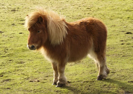 8000元一匹的迷你小马一夜爆火 矮马成为马年新晋的“网红萌宠”