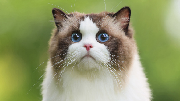 女生9天接单上门喂猫能赚8500元 春节期间宠物托管上门服务订单激增 女生9天接单上门喂猫能赚8500元 春节期间宠物托管上门服务订单激增