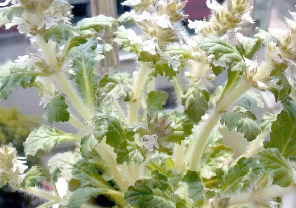 白毛夏枯草的功效作用有哪些 白毛夏枯草与什么中药搭配效果更好